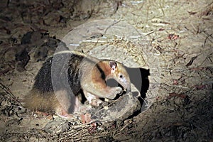 Collared Anteater Looking for Food