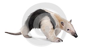 Collared Anteater - Tamandua tetradactyla