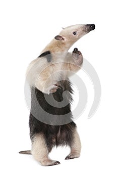 Collared Anteater - Tamandua tetradactyla photo