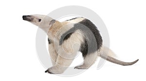 Collared Anteater - Tamandua tetradactyla