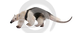 Collared Anteater - Tamandua tetradactyla