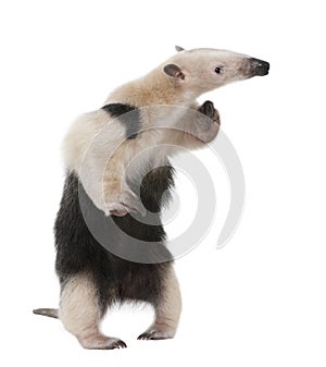 Collared Anteater - Tamandua tetradactyla