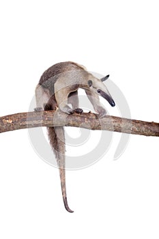 Collared Anteater, Tamandua tetradactyla on white