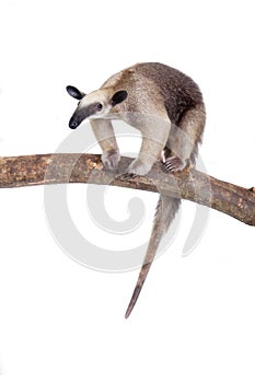 Collared Anteater, Tamandua tetradactyla on white