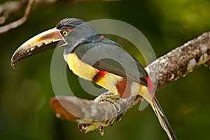 Collared Aracari photo