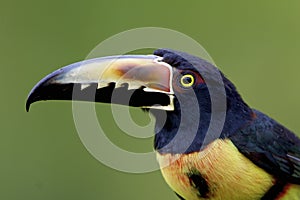 Collared Aracari 839989