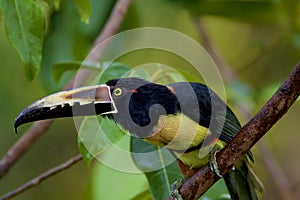 Collared Aracari  839990