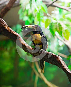 Collared Aracari Agarrado Pteroglossus torquatus toucan