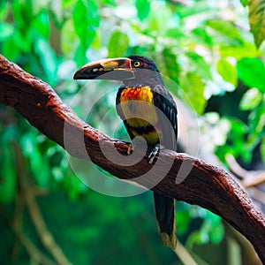 Collared Aracari Agarrado Pteroglossus torquatus toucan