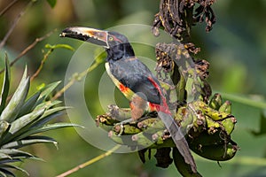 Collared Aracari from Arenal Volcano National Park, Costa Rica photo