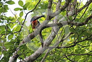 A collared aracari on a branch