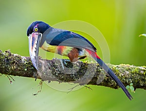 Collared  aracari cleans his bill on mossy branch