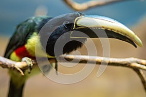 Collared aracari or collared araÃ§ari Pteroglossus torquatus is a toucan, a near-passerine bird.