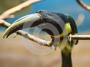 Collared aracari or collared araÃ§ari Pteroglossus torquatus is a toucan, a near-passerine bird