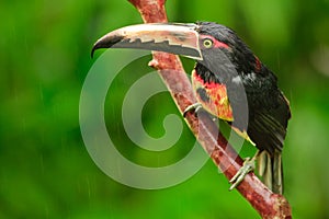 Collared Aracari, Costa Rica