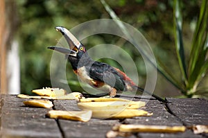 Collared Aracari eating bananas