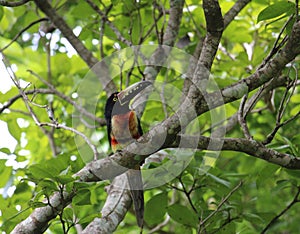 Collared Aracari in a natural environtment