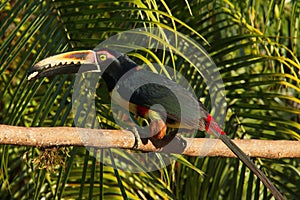 Collared Aracari in Pedacito de Cielo near Boca Tapada in Costa Rica photo