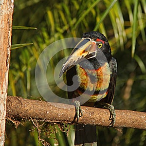 Collared Aracari in Pedacito de Cielo near Boca Tapada in Costa Rica photo