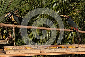 Collared Aracari in Pedacito de Cielo near Boca Tapada in Costa Rica photo