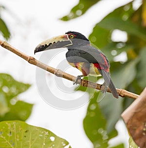 Collared Aracari perched in a Tree