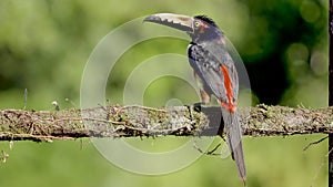 a collared aracari perching on a tree branch