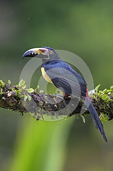 Collared Aracari - Pteroglossus torquatus