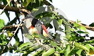 Collared Aracari Pteroglossus torquatus