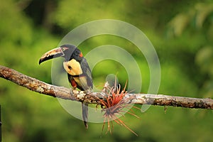 Collared Aracari (Pteroglossus torquatus)