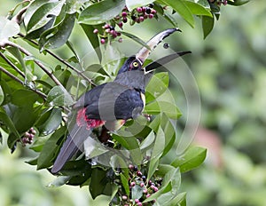 Collared Aracari Pteroglossus torquatus