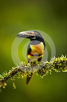 Collared Aracari, Pteroglossus torquatus, bird with big bill. To photo