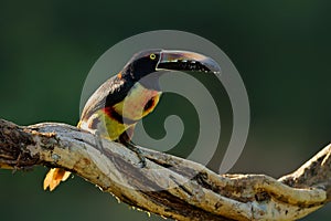 Collared Aracari, Pteroglossus torquatus, bird with big bill. Toucan sitting on the branch in the forest, Boca Tapada, Laguna de L photo