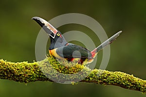 Collared Aracari, Pteroglossus torquatus, bird with big bill. Toucan sitting on the branch in the forest, Boca Tapada, Laguna de L photo