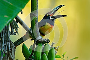 Collared Aracari, Pteroglossus torquatus, bird with big bill. Toucan sitting on the nice branch in the forest, Belize. Nature bird photo