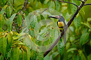 Collared Aracari, Pteroglossus torquatus, bird with big bill. Toucan sitting on the nice branch in the forest, Boca Tapada, Costa