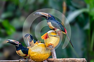 Collared aracari, Pteroglossus torquatus. Bird in the toucan family. Tortuguero, Wildlife and birdwatching in Costa Rica.