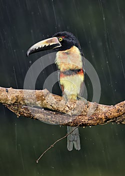 Collared Aracari Pteroglossus torquatus, Costa Rica