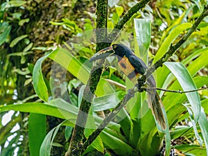 Collared Aracari (Pteroglossus torquatus)  in a Costa Rica jungle