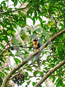 Collared Aracari (Pteroglossus torquatus)  eating a berry, taken in Costa Rica