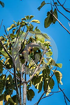 Collared aracari or Pteroglossus torquatus in the forest of Guatemala