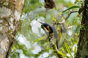 Collared Aracari (Pteroglossus torquatus) perche din a tree, taken in Costa Rica