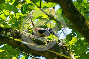 Collared Aracari (Pteroglossus torquatus) perche din a tree, taken in Costa Rica