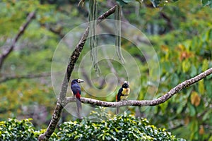 Collared Aracari (Pteroglossus torquatus) perche din a tree, taken in Costa Rica