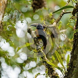 Collared Aracari (Pteroglossus torquatus) perche din a tree, taken in Costa Rica