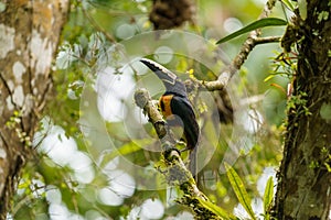 Collared Aracari (Pteroglossus torquatus) perche din a tree, taken in Costa Rica