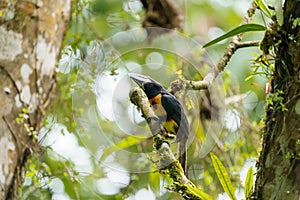 Collared Aracari (Pteroglossus torquatus) perche din a tree, taken in Costa Rica