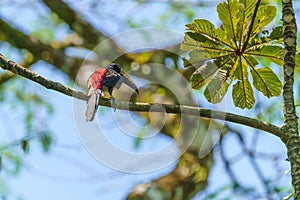 Collared Aracari (Pteroglossus torquatus) perche din a tree, taken in Costa Rica