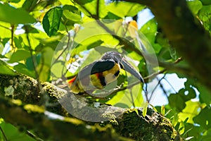 Collared Aracari (Pteroglossus torquatus) perche din a tree, taken in Costa Rica