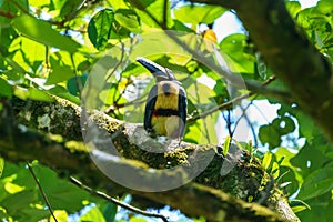 Collared Aracari (Pteroglossus torquatus) perche din a tree, taken in Costa Rica