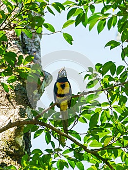 Collared Aracari (Pteroglossus torquatus) perche din a tree, taken in Costa Rica